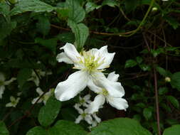 Image of Himalayan Clematis