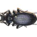 Image of Carabus (Tribax) prometheus Reitter 1887