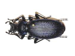 Image of Carabus (Tribax) prometheus Reitter 1887