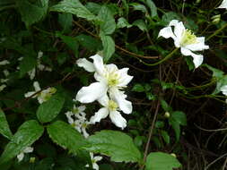 Image of Himalayan Clematis