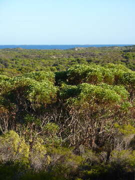 Image de Eucalyptus petrensis M. I. H. Brooker & S. D. Hopper