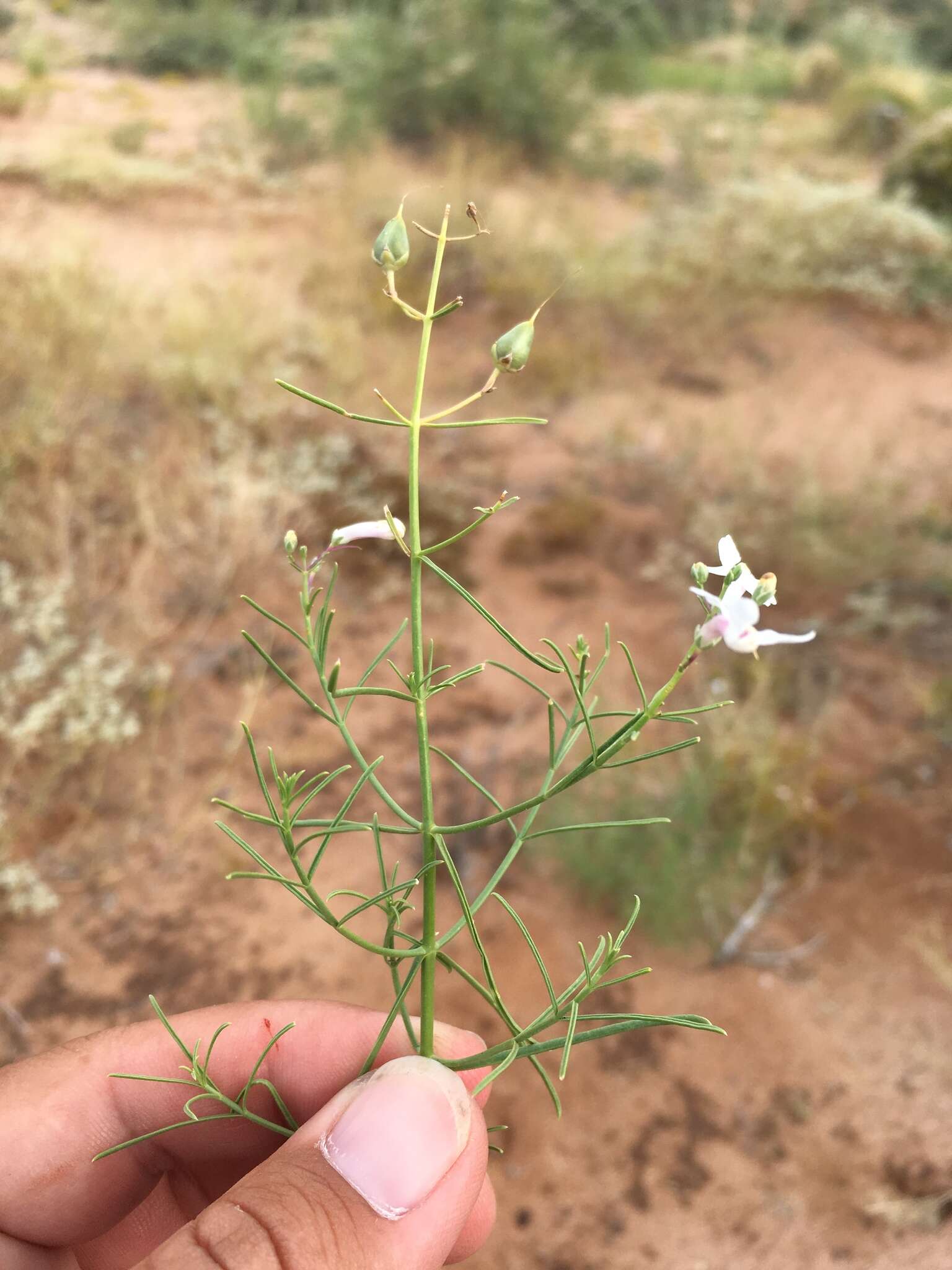 Image of gilia beardtongue