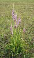 Image of fragrant orchid