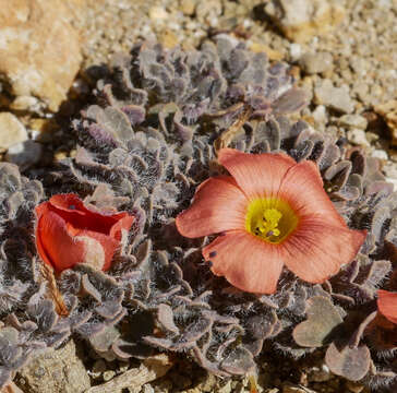 Image of Oxalis annae F. Bolus