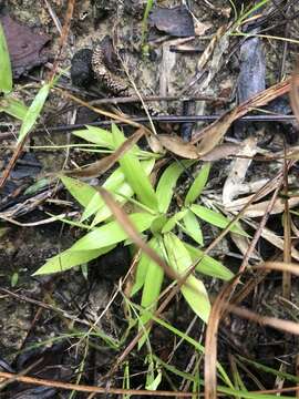 Image of Rough-Hair Rosette Grass