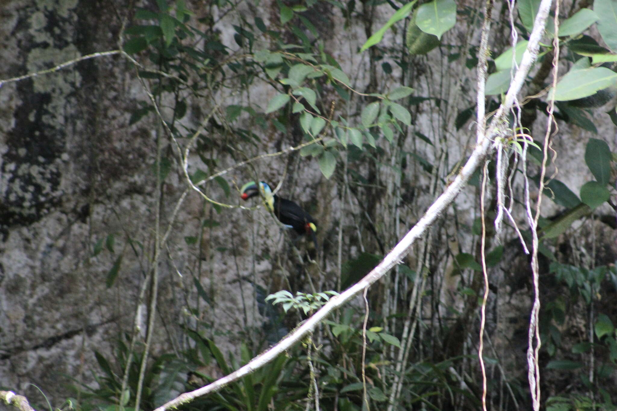 Image of Ramphastos vitellinus citreolaemus Gould 1844