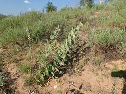 Imagem de Asclepias arenaria Torr.