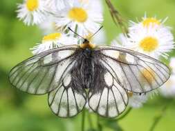 Plancia ëd Parnassius glacialis Butler 1866