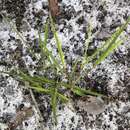 Image of Panicum malacon Nash