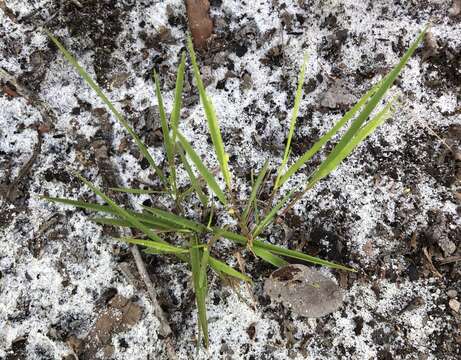 Panicum malacon Nash resmi