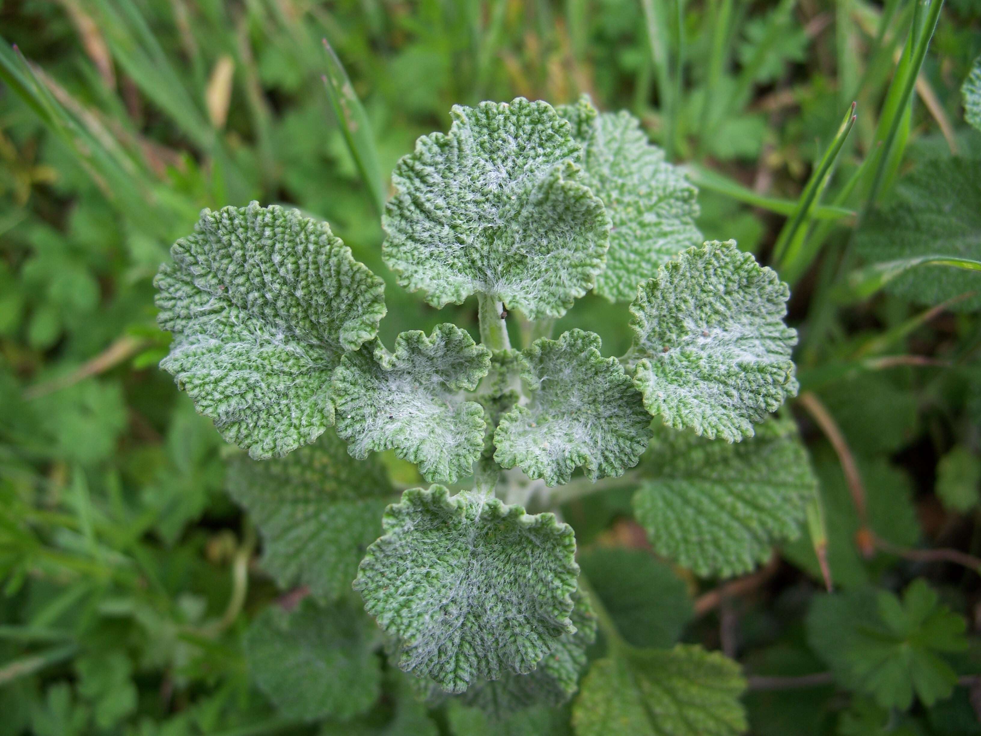 Image of horehound