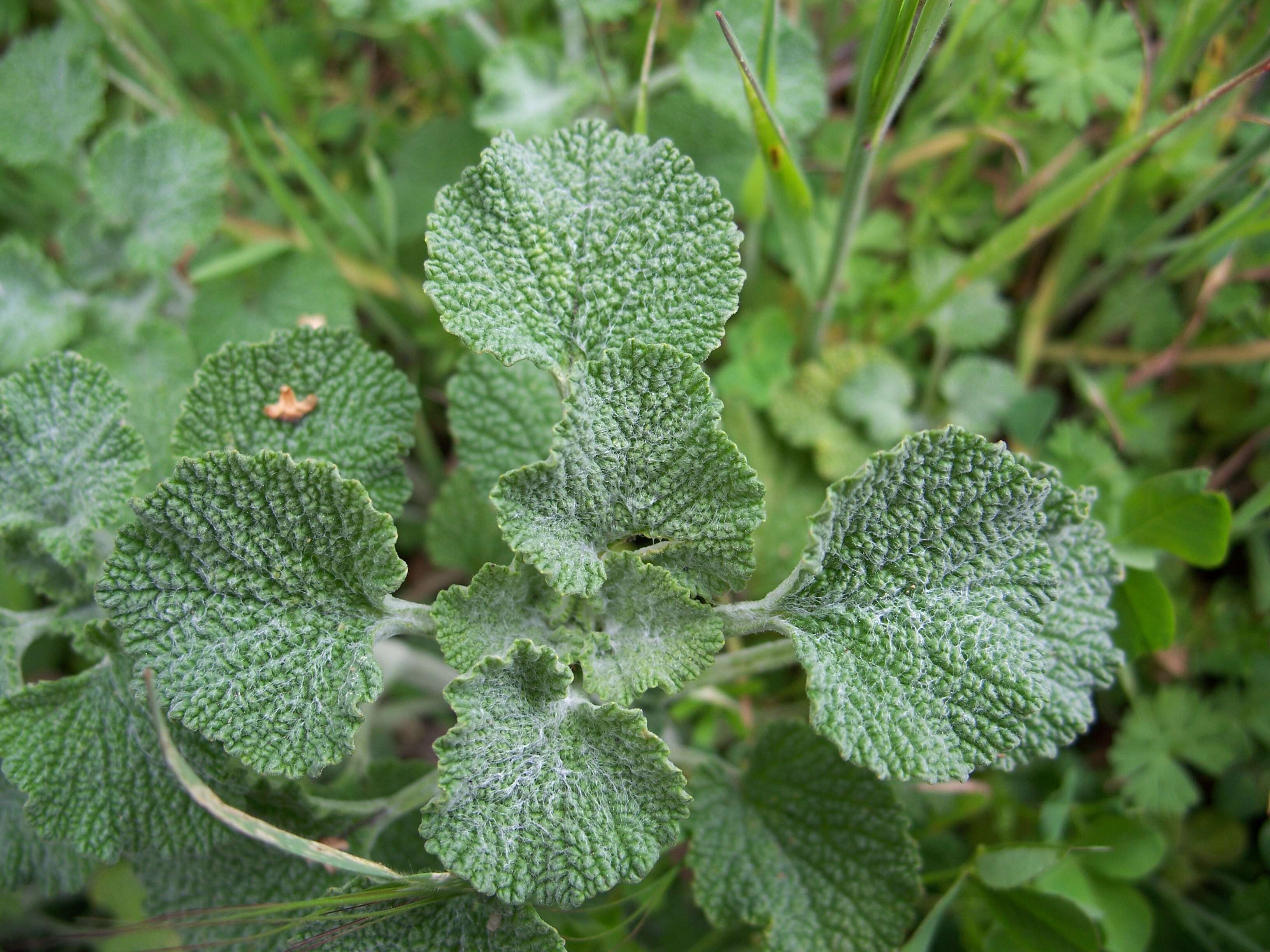 Image of horehound