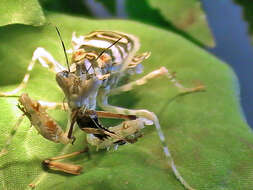 Image of spiny flower mantis