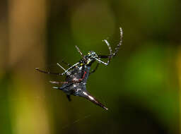 صورة Micrathena pilaton Levi 1985