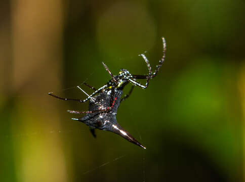 Imagem de Micrathena pilaton Levi 1985