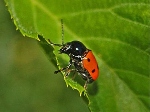 Cryptocephalus trimaculatus resmi