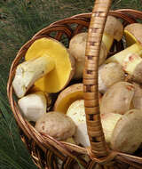 Image of Iodine bolete