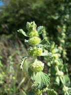 Image of horehound