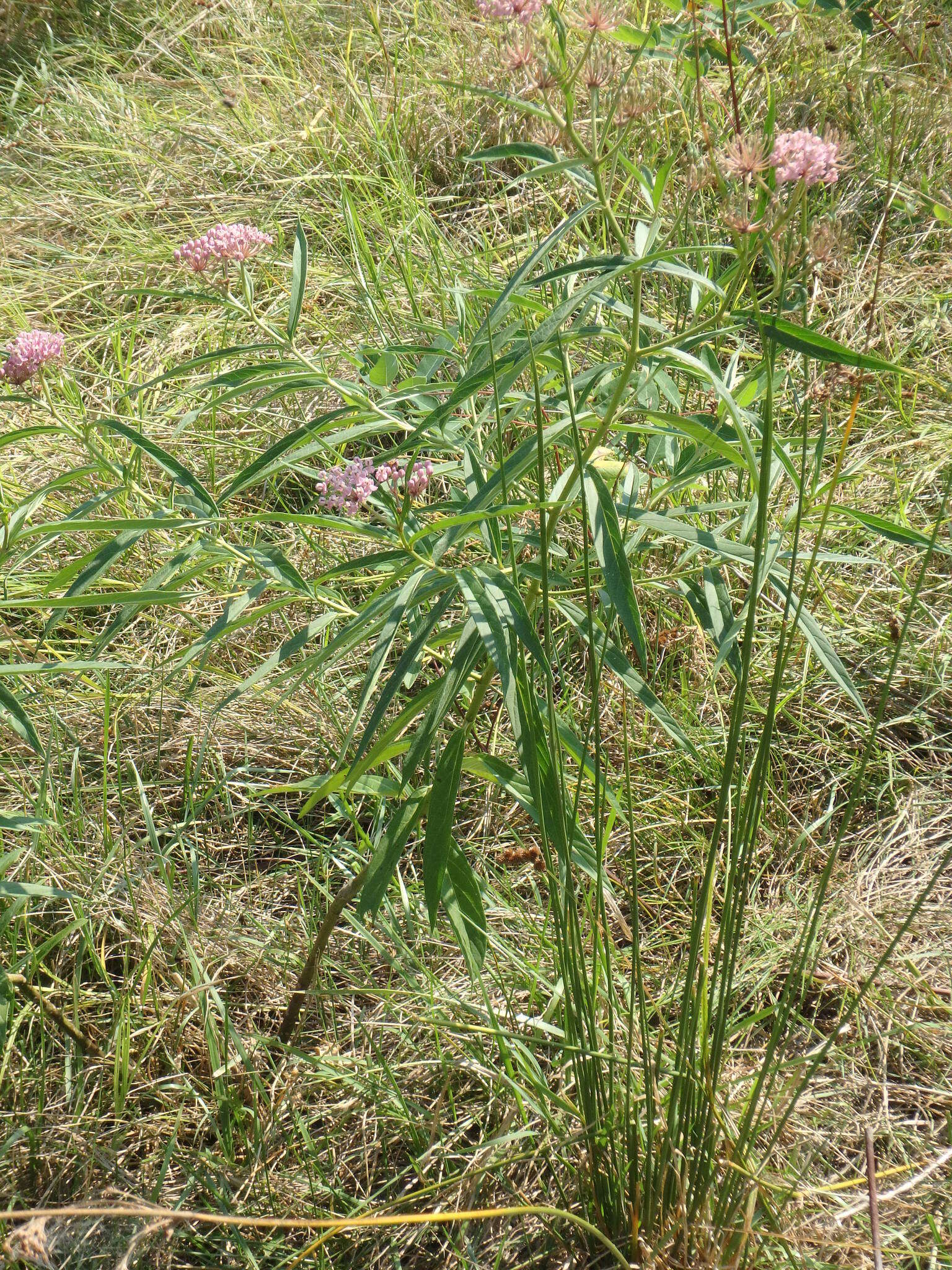 Imagem de Asclepias incarnata L.