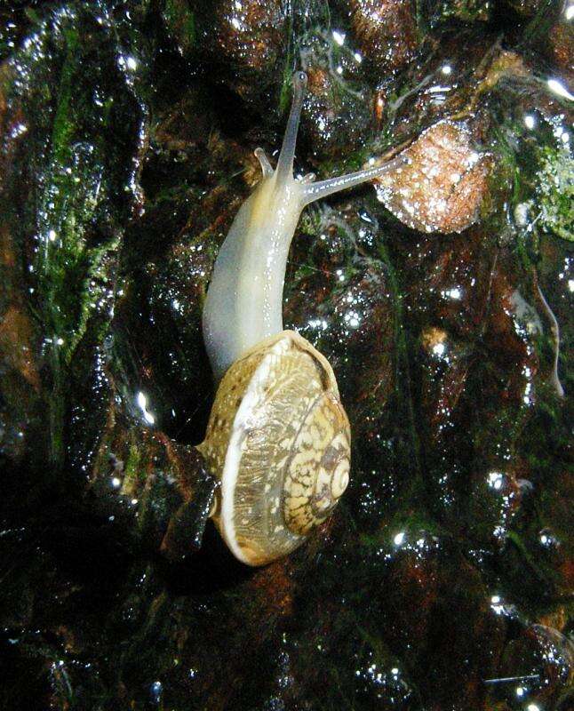 Image of girdled snail