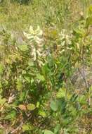 Astragalus canadensis var. mortonii (Nutt.) S. Wats.的圖片