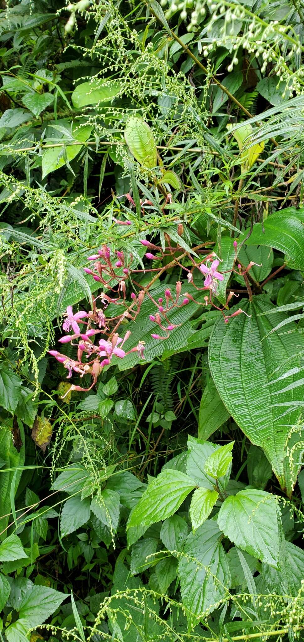 Image de Oxyspora paniculata (D. Don) DC.