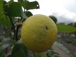 Image of lemon