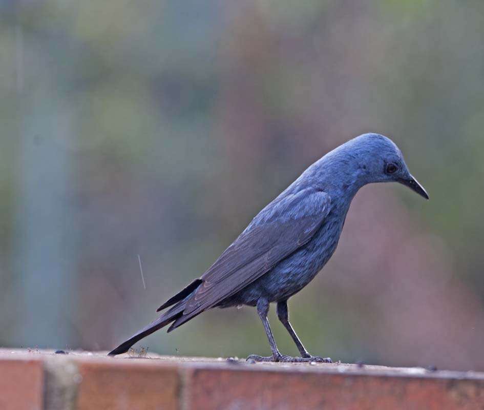 Plancia ëd Monticola solitarius (Linnaeus 1758)