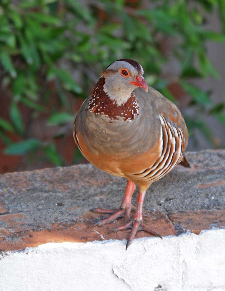 Image of Barbary Partridge