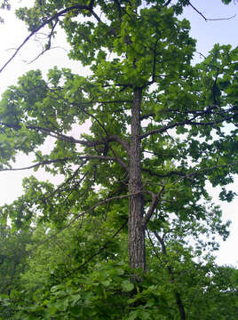 Image of Mongolian Oak