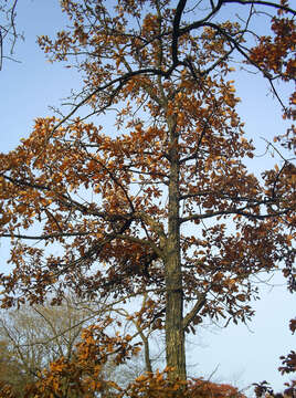 Image of Mongolian Oak