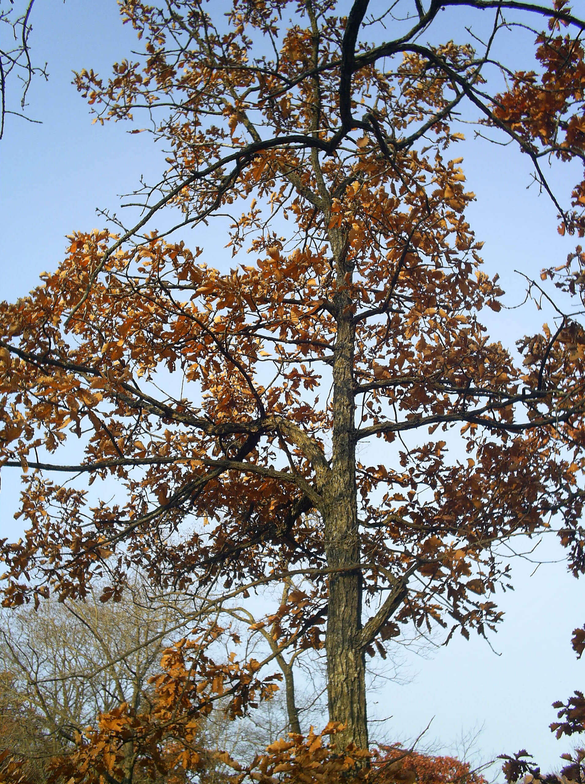 Quercus mongolica Fisch. ex Ledeb. resmi