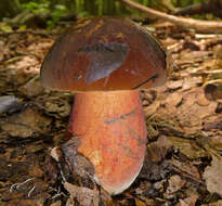 Image of Neoboletus luridiformis (Rostk.) Gelardi, Simonini & Vizzini 2014