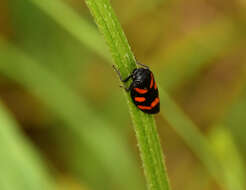 Image of Cercopis sanguinolenta (Scopoli 1763)