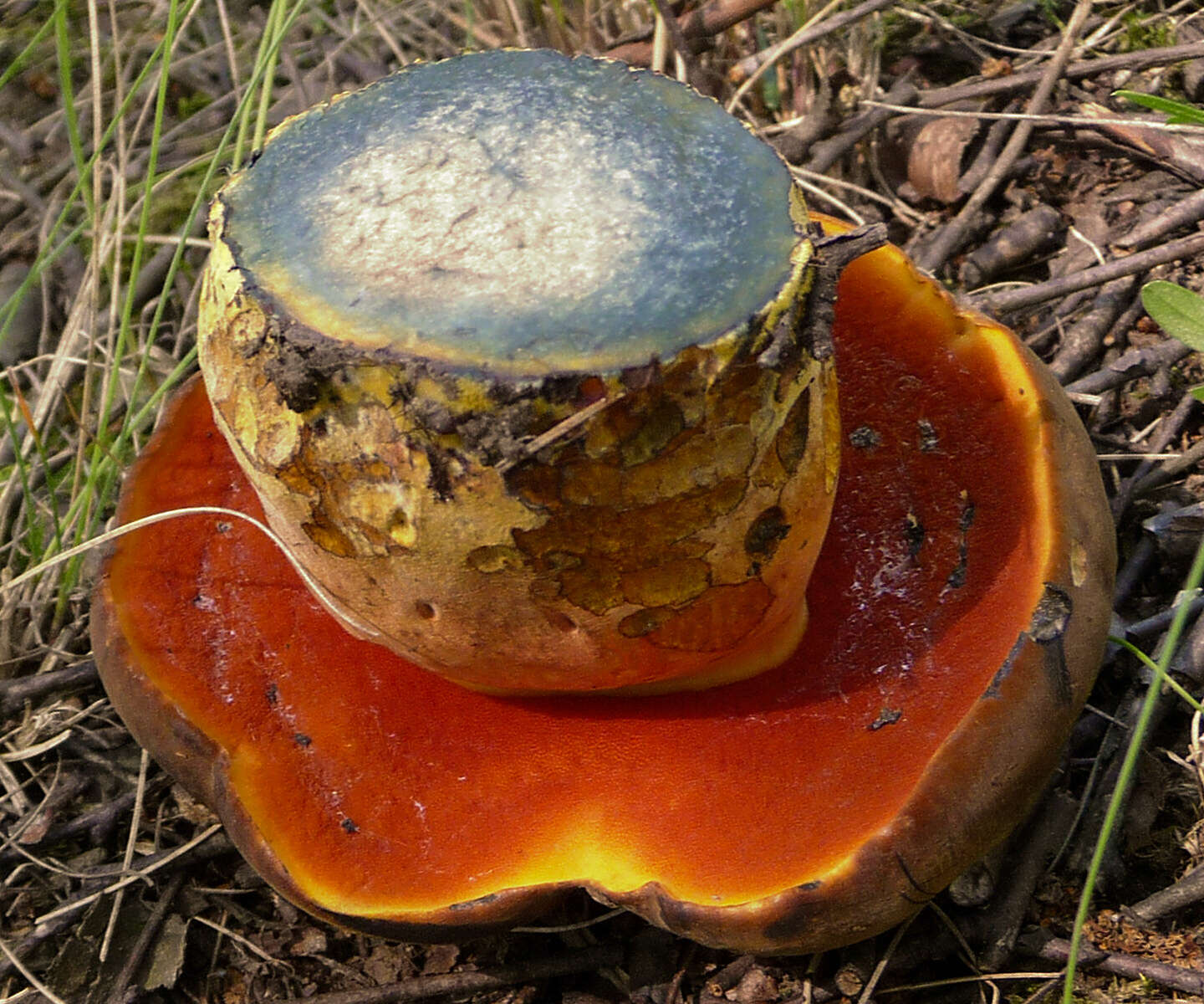 Image of Neoboletus luridiformis (Rostk.) Gelardi, Simonini & Vizzini 2014