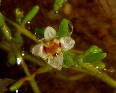 Image of Crassula gemmifera H. C. Friedrich