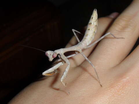 Image of Carolina Mantis