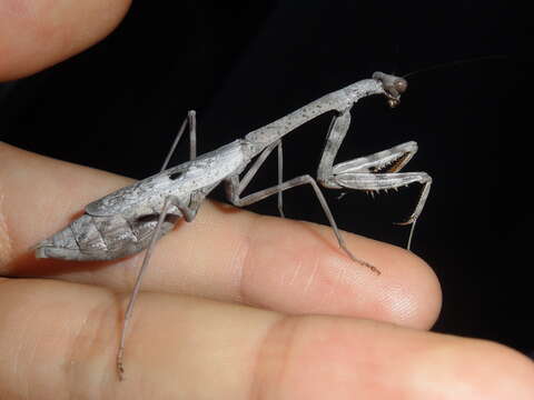 Image of Carolina Mantis