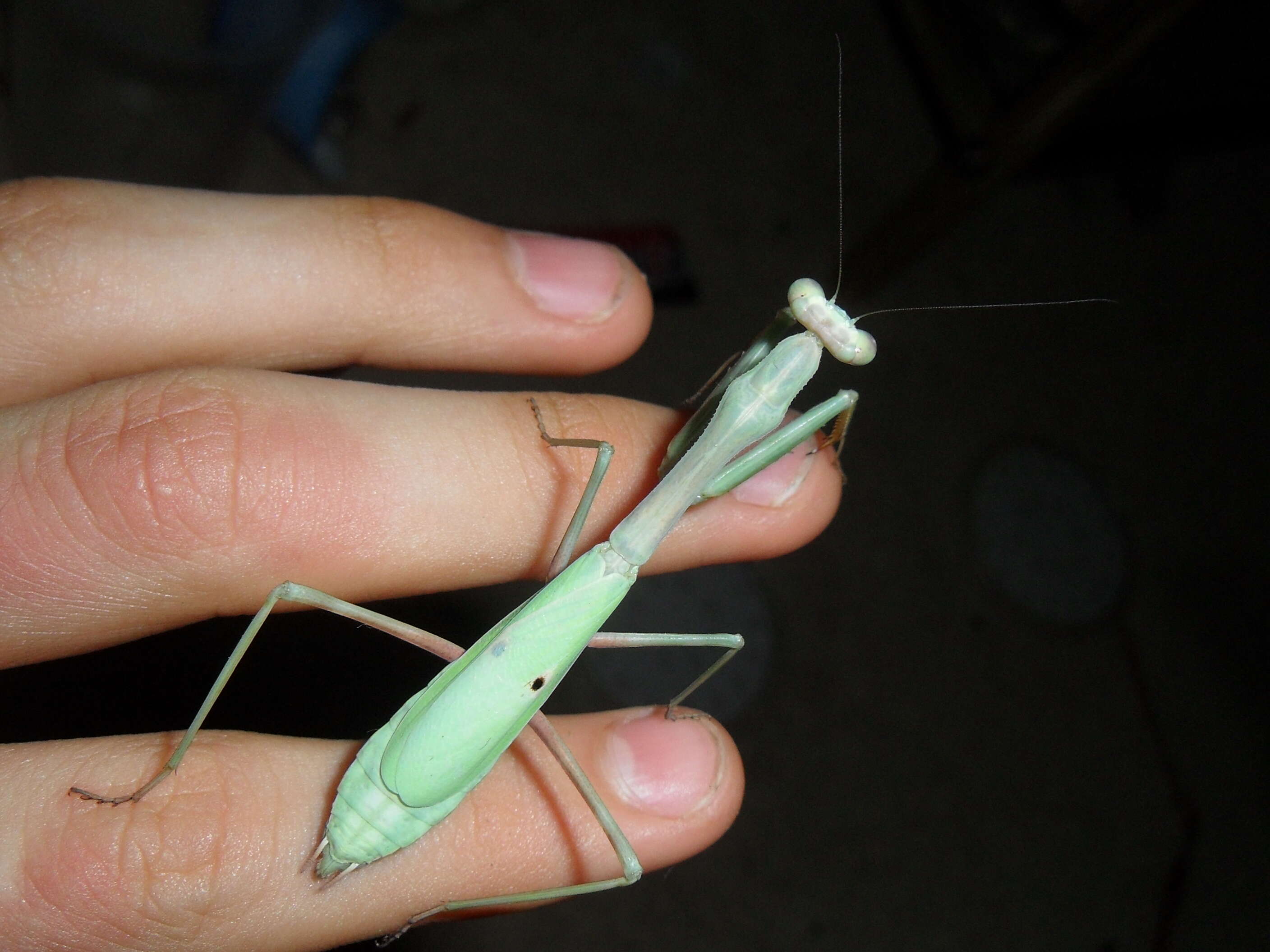 Image of Carolina Mantis