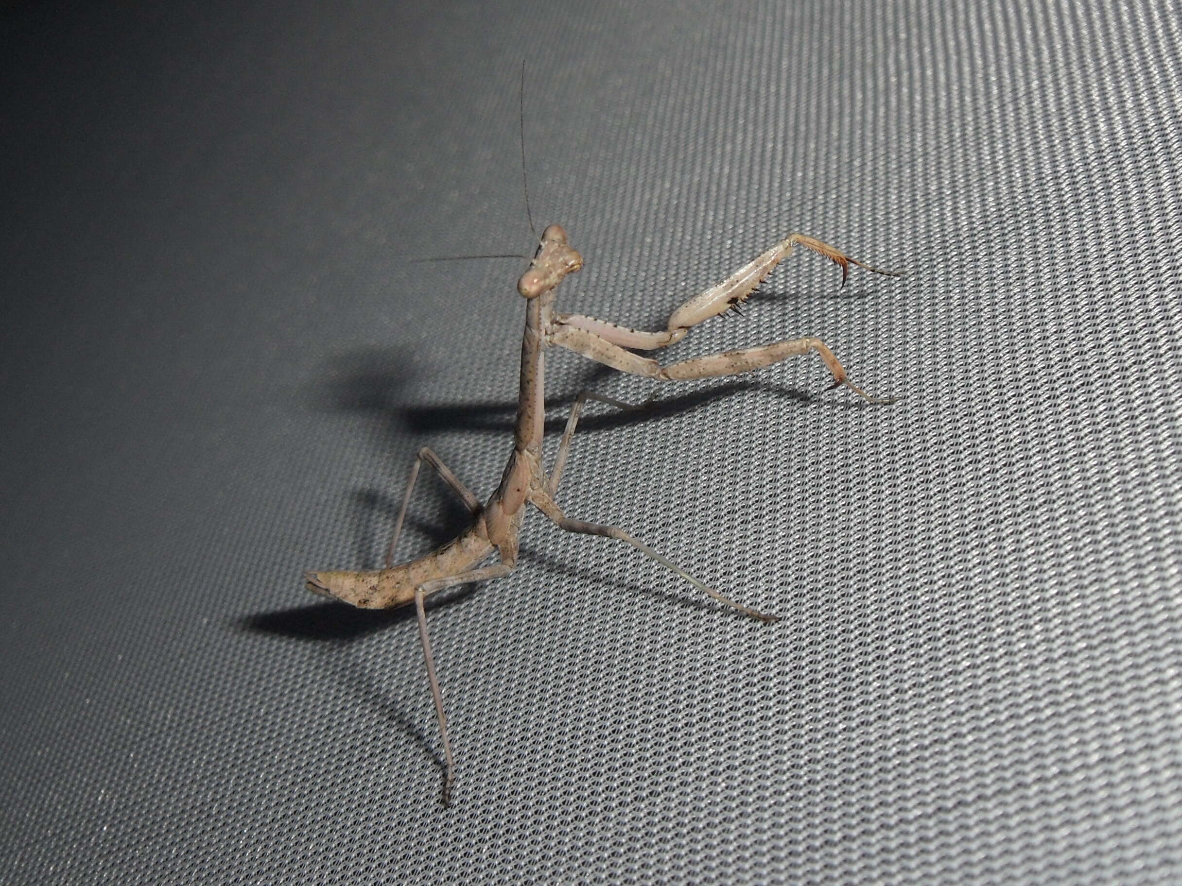 Image of Carolina Mantis