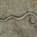 Image of Three-toed Skink