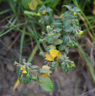 Image of Capsicum rhomboideum (Dun.) Kuntze