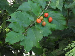 Image of Bunchosia armeniaca (Cav.) Rich.