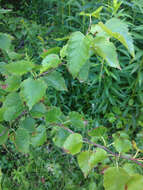 Image of blue birch