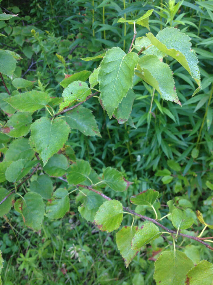 Image of blue birch