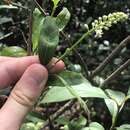 Citharexylum caudatum L.的圖片