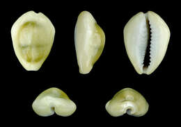 Image of cowry