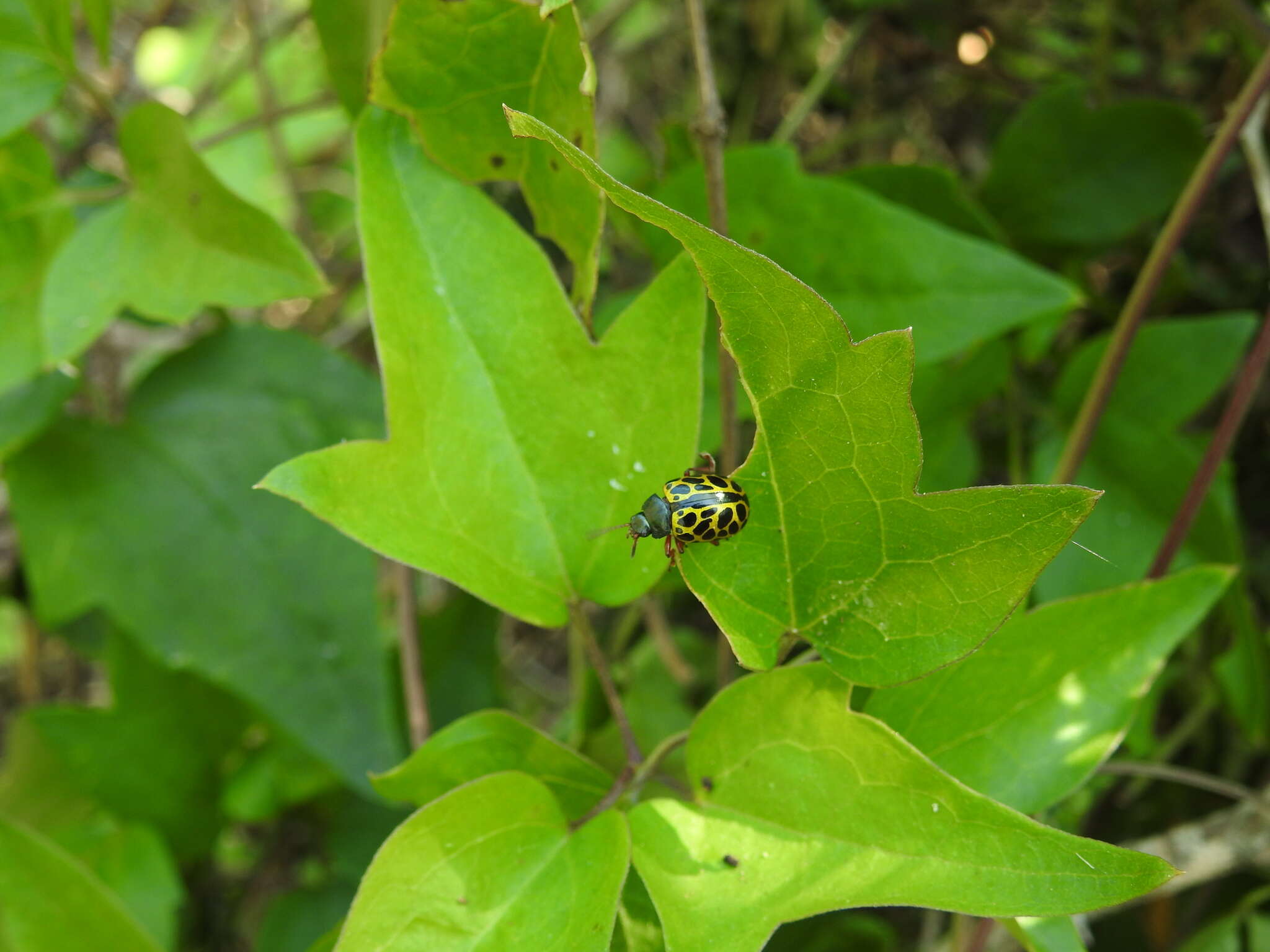 Calligrapha polyspila (Germar 1821)的圖片