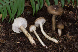 Слика од Hygrophorus olivaceoalbus (Fr.) Fr. 1838