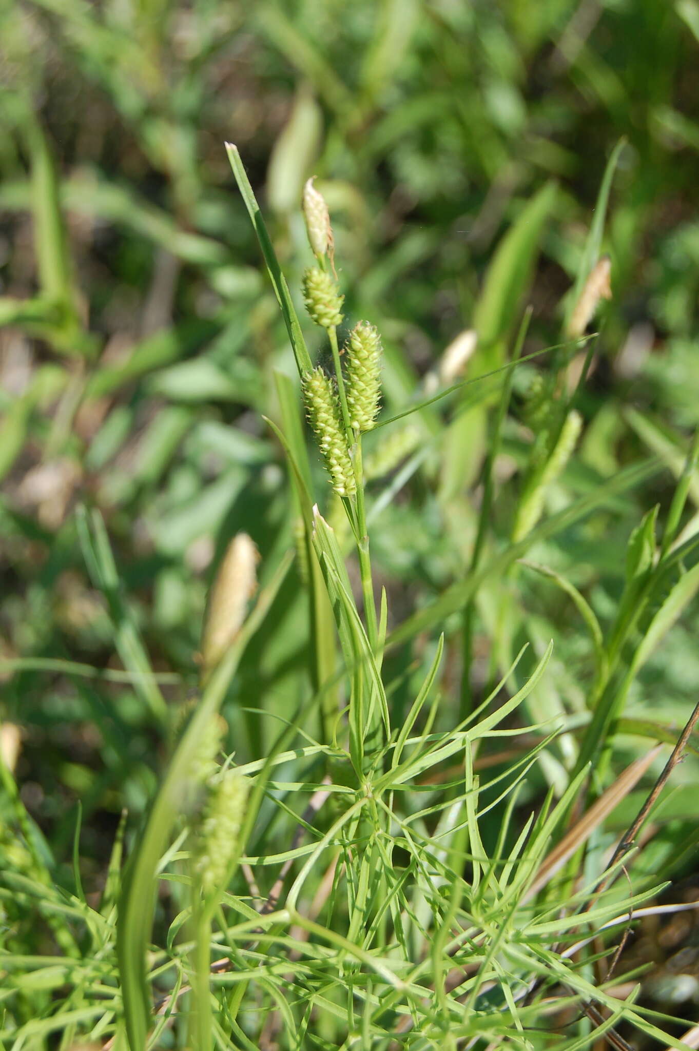 Sivun Carex diluta M. Bieb. kuva